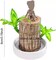 Brazil Wood Hydroponic Potted Plant Indoor Lucky Wood Potted Hydroponic Office
